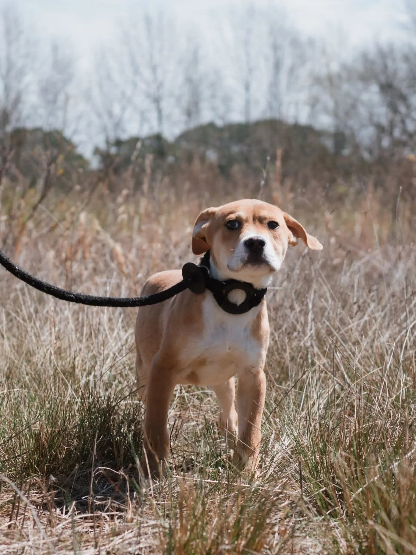 Violet is a tender soul and needs a home to call her own. She is 3.5 months old, weighs about 20 lbs and would love to cuddle on the couch with you!