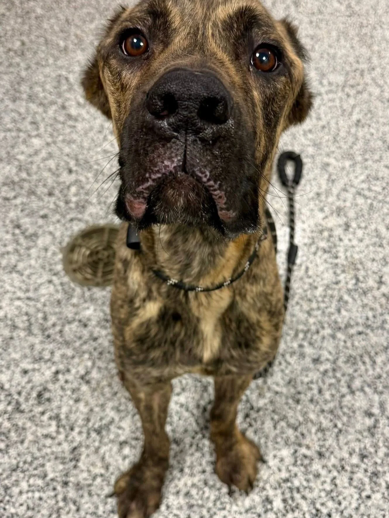 This is Wrangler.  He came in over the weekend and is in terrible condition. He was clearly confined to a kennel, forced to lay in his own waste and had not been fed for sometime.  He has urine burns on all four paws, his mouth has a wound, his manho