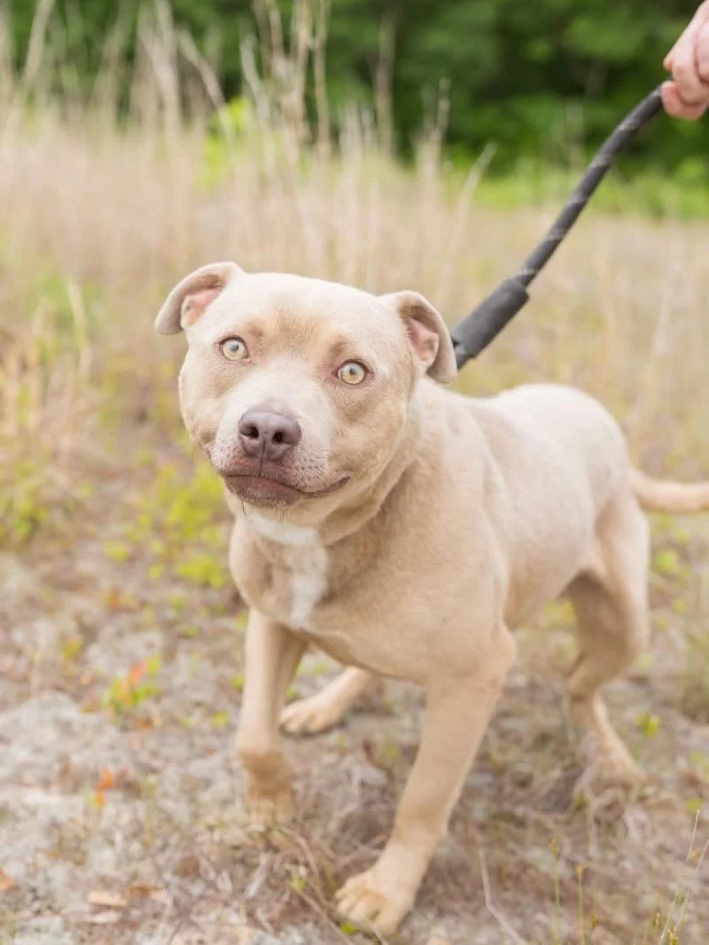 Ronnie is still waiting for his loving home!!! He is so beautiful and so sweet!  He is 2 years old, weighs 50 lbs and is heart worm negative!