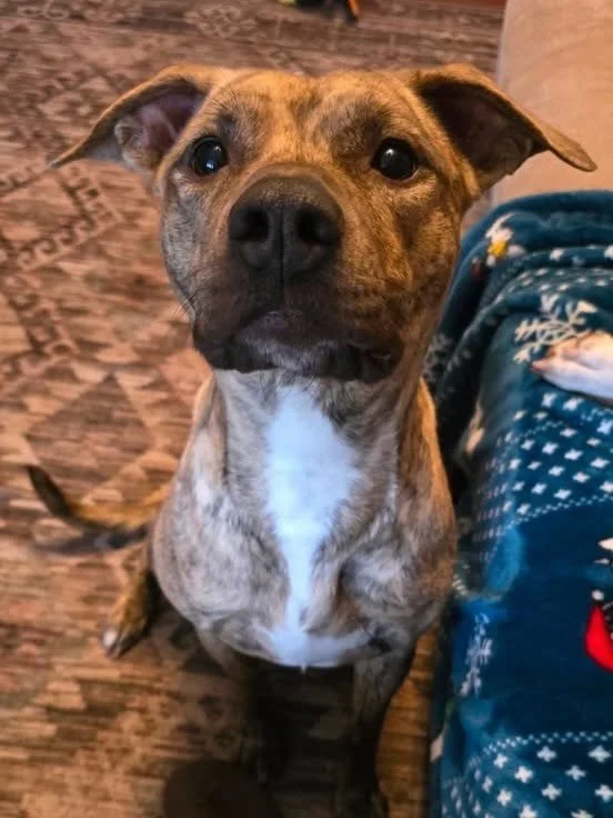 IN A FOSTER HOME: Damsel is available for adoption and would love to find her forever home 💛

She is an absolute sweetheart. Damsel is smart, loyal, treat and affection motivated, funny, and sweet. 

She thrives on routine, structure, and exercise. 