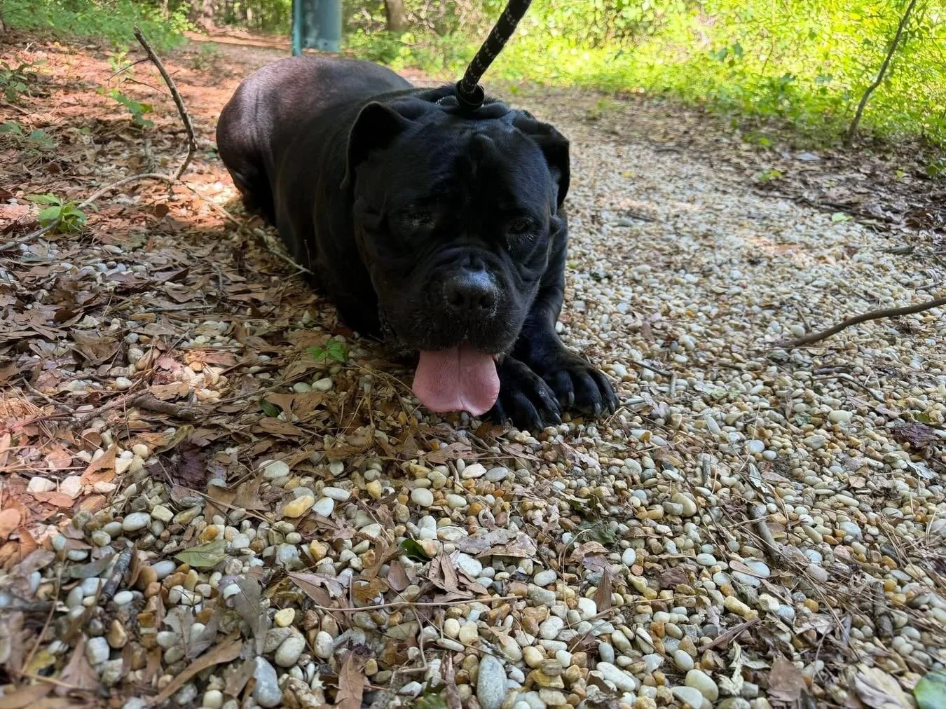 POV your shelter mom makes you exercise a little bit and you don&rsquo;t want to!  Luna is done and when a 145 lb South African Borebel decides she is done, it&rsquo;s hard to argue.