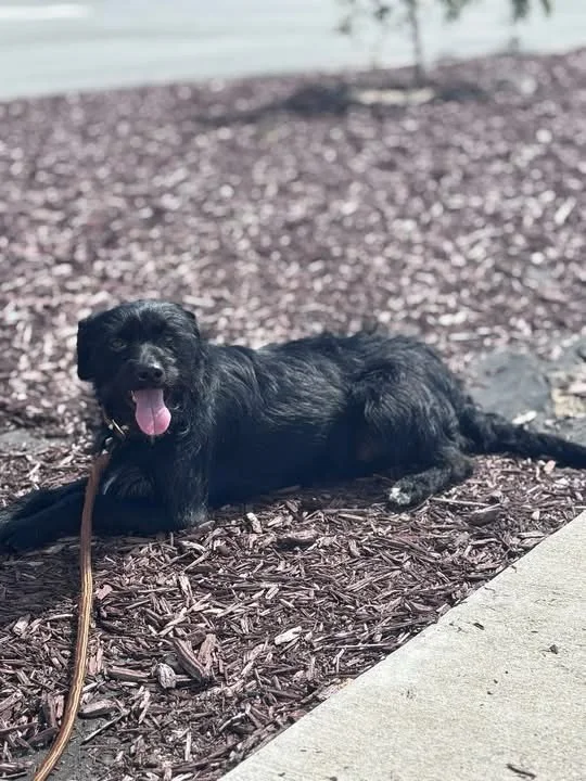 Allow us to introduce Timberlake, a 1-year-old who weighs 24 pounds, making him an excellent cuddle companion. Please consider meeting him or coming to volunteer!!!