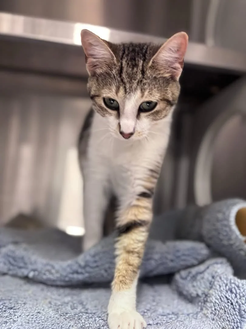 Hello from Plato! She is a white and brown tabby that is 1 year old. She is ready to meet you. Visit her Monday-Wednesday 12-6 and Thursday-Saturday 12-4💛