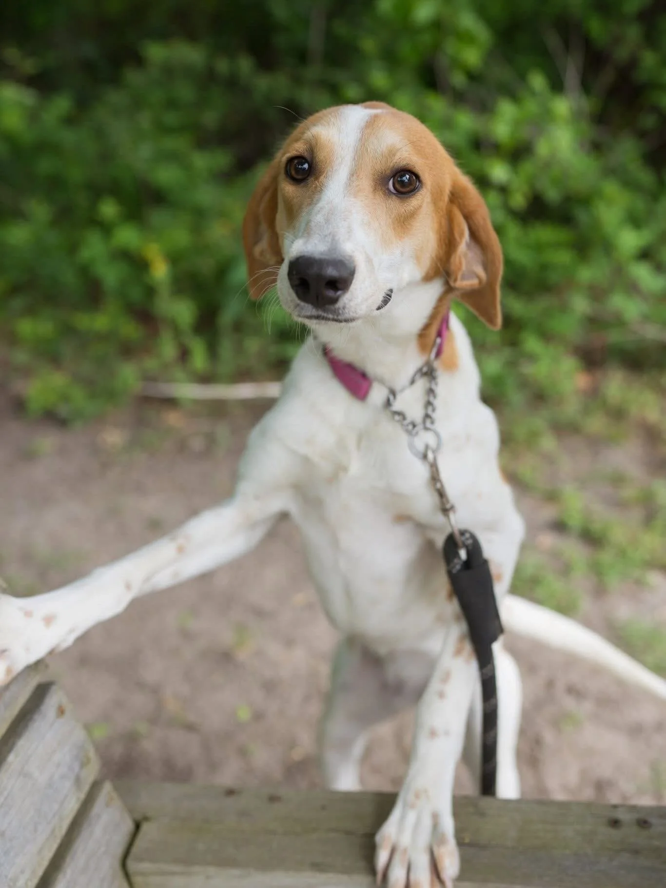 This is Basil and we get hounds brought in as strays constantly.  Hounds are amongst the sweetest, most resilient and most tolerant breed of dog you could ask for. Many of them come in neglected, overbred and abused, but still hold on to their doofy 