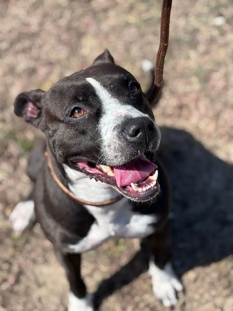 This is Lola, a charming 3-year-old full of energy. Her sweet nature matches her appearance, and she loves receiving treats.