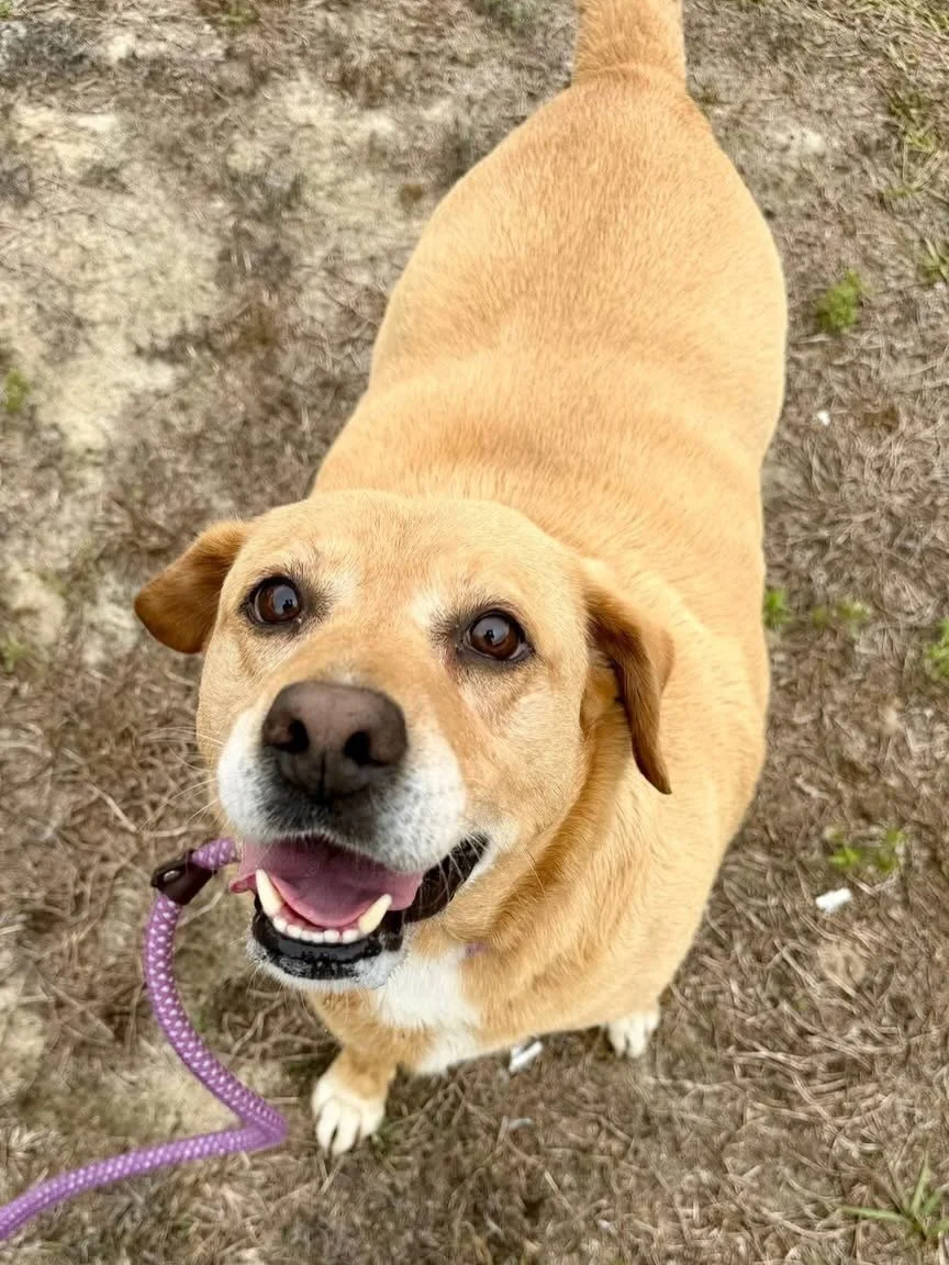 This old gal is Ellie. She is an 8 year old lab/beagle mix and she weighs a whopping 84 lbs.  She needs to lose about 20 lbs, but even at her age and weight, she is actually very energetic and playful!  She was recently surrendered because the previo