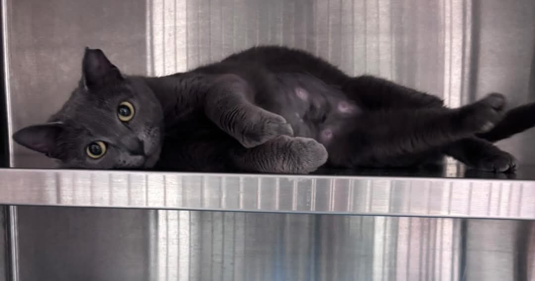 Despite being named Speedy, her demeanor appears calm and composed, although this may not be reflective of her behavior outside the kennel. At 9 months old, she is still in the kitten stage.