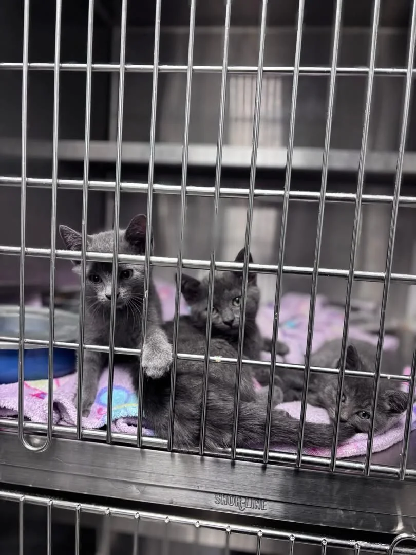 Check out Beaver, Weasel and Mink, 2 males and one female. They are all equally beautiful and only 1 month old. Come visit and play with them to get them out of their kennel!! No animal deserves to grow up in a cage, or live in one long term! Please 