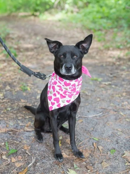 This is Arlene and she is an 8 year old, 30 lbs mixed breed.  She is active for a girl her age and has lots of life left to live!  Arlene has done good with other dogs and if you are 65 years or older, Alene&rsquo;s adoption fee is only $25 thanks to