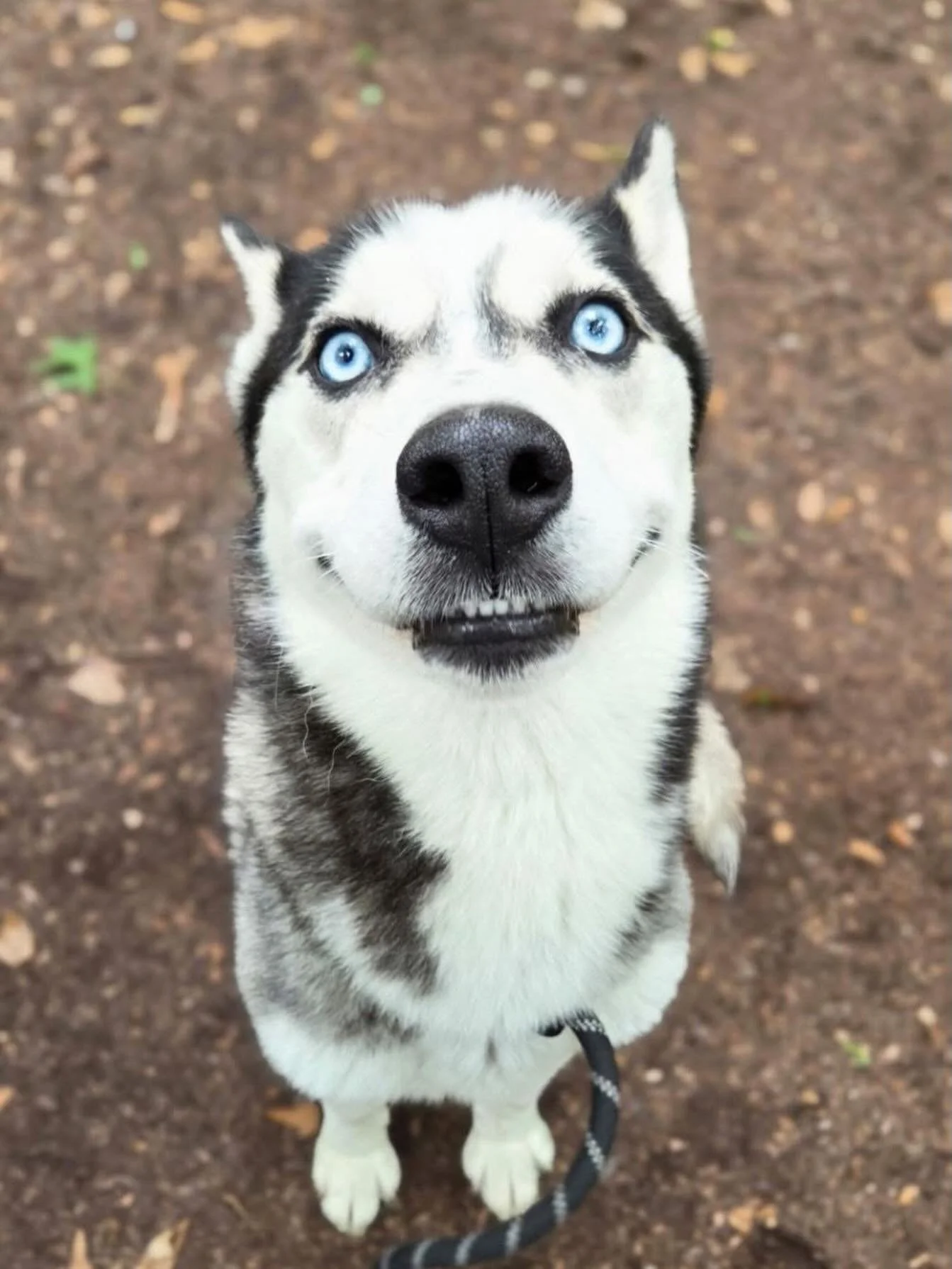 If no one has smiled at you today, please accept Martin&rsquo;s smiling face as a consolation prize. He is a 2 year old husky, weighing about 50 lbs, but he does need to gain weight and has done very well with other dogs. Martin is heart worm positiv