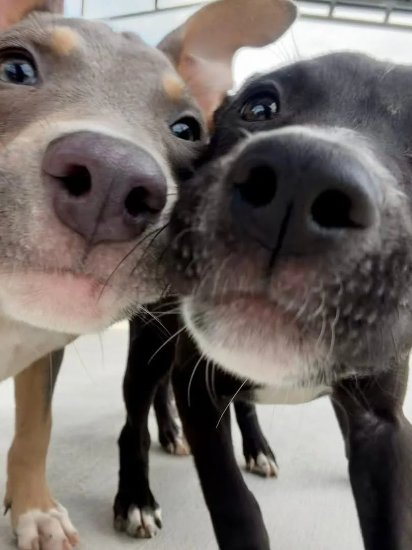 You will need to sit down for this kind of cuteness!!! These pups are were found near the airport after having been likely been dumped.  There were five of them, but sadly one was hit by a vehicle and died, so these are the lucky ones.  They are 3 mo