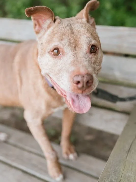 This old gal is Petunia and she is looking for a couch to nap on!  She is 8-9 years old, has done well with other dogs and is so happy and sweet!  Petunia&rsquo;s adoption fee is only $25 for anyone over 65 as part of our Senior Pets Program!  She st