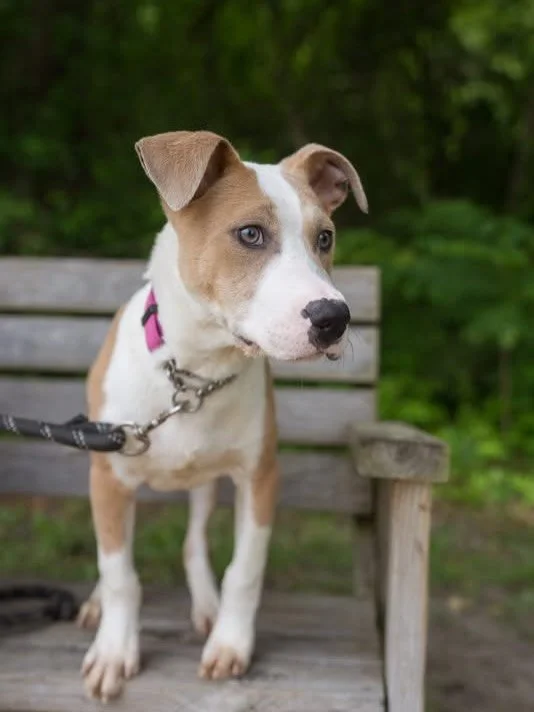 This is Vecna and she is the one who has been left behind. Her 8 brothers and sisters started their journey in our puppy room and everyone but her has been adopted. Vecna has outgrown our puppy room and you can now come see her with our big dogs.  Sh