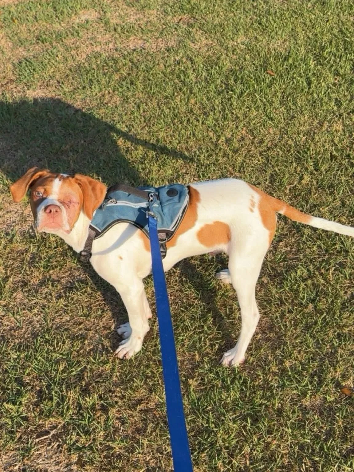 This is Winky, aka Quasimodo, and he is approximately 5 months old and appears to be a hound/pointer mix. He came in as a very young baby, with significant injuries to his face, mouth and eye.  The vet determined that is was likely he was severely bi