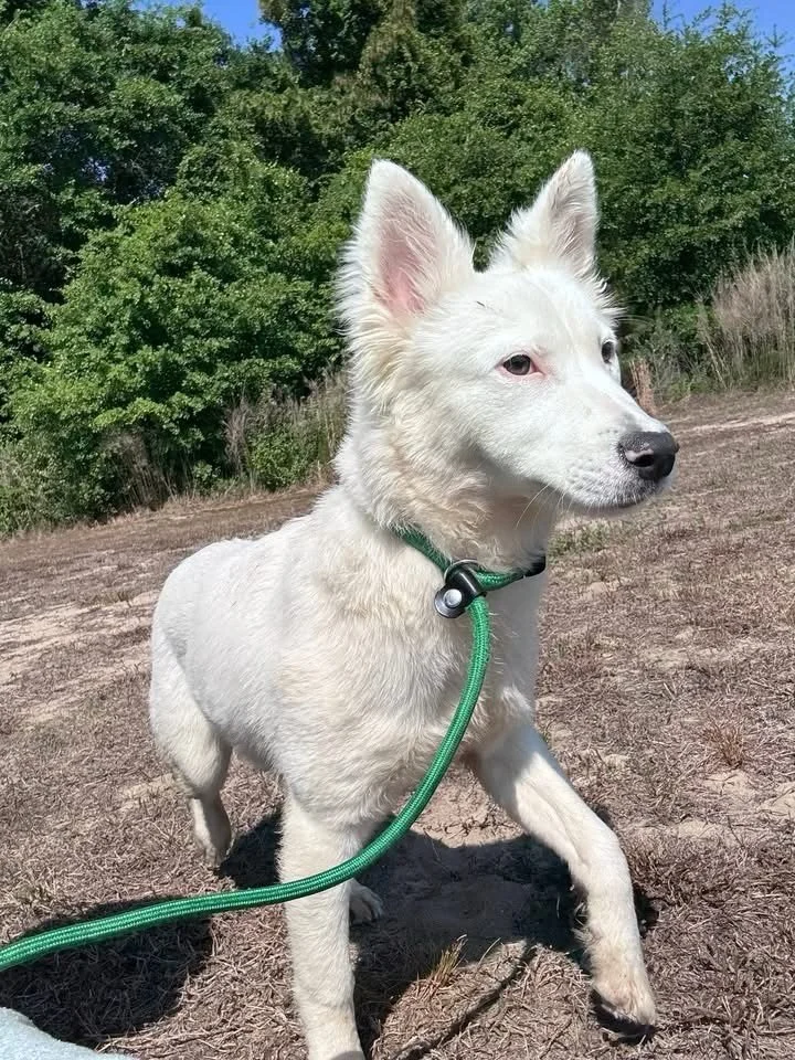 We would like to introduce Winter, an 8-month-old collie/husky mix. As a surrendered pet, she is accustomed to family life. Our hours of operation are 12-6 Monday- Wednesday and 12-4 Thursday-Saturday , and we invite you to visit Winter or take her f