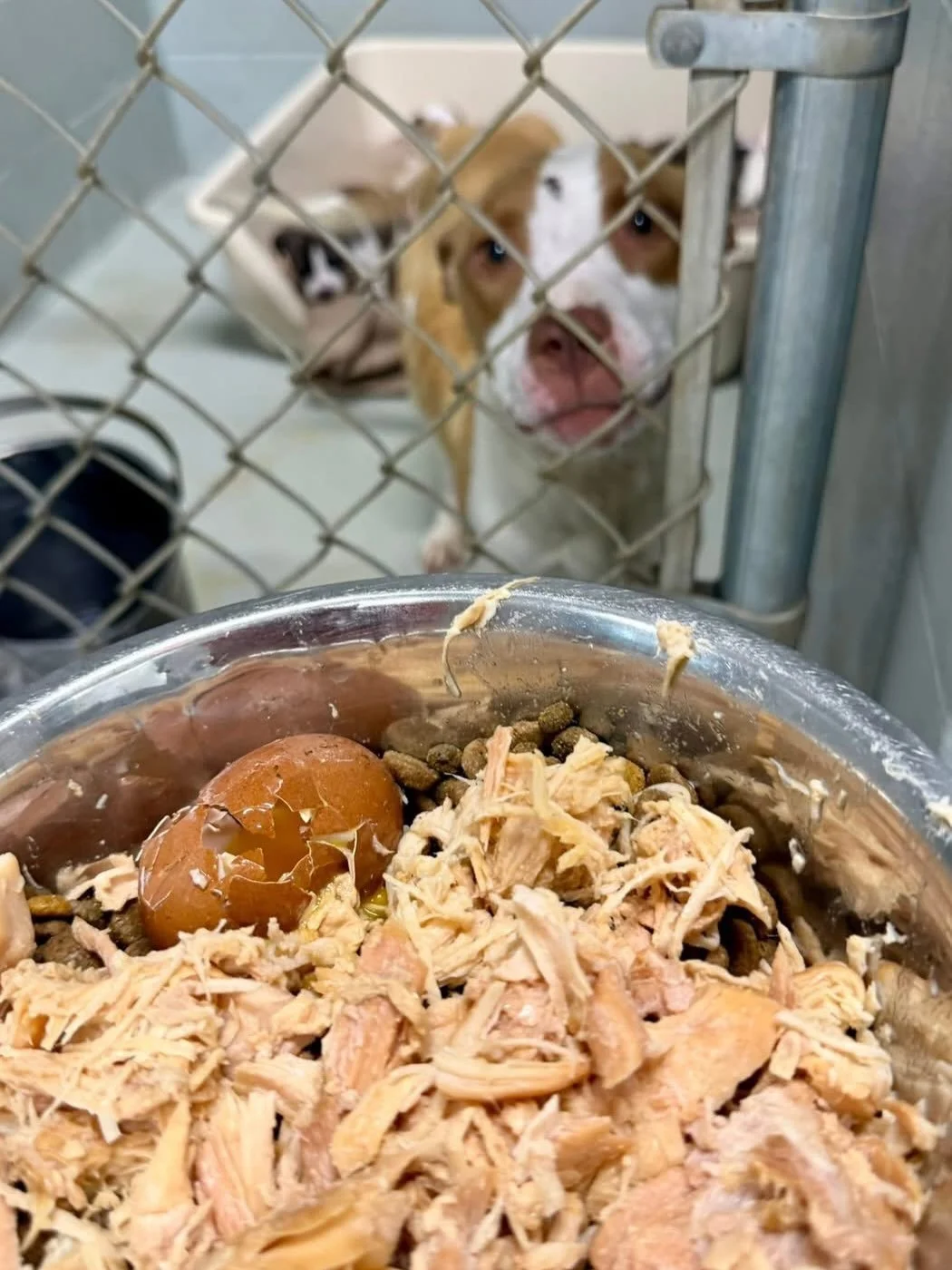 This sweet mamma came in very skinny with 5 plump puppies!  Even though she was severely underfed, she took wonderful care of her babies, so now it&rsquo;s her turn to get some special care!  Chicken and a farm fresh egg!! Thank you so much for the m