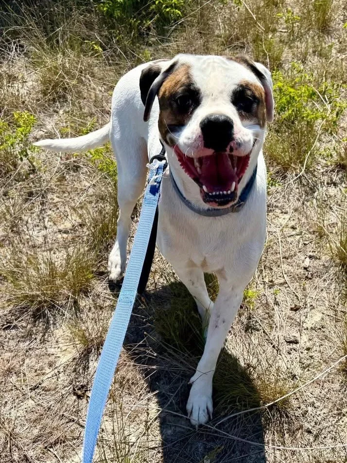 This is Fred and he is a meat head. Fred weighs about 80 lbs, is 2 years old and despite being the biggest man in his past household, he was bullied by the other dogs.  Fred is very nervous here, but once you get him out and allow him time to feel sa