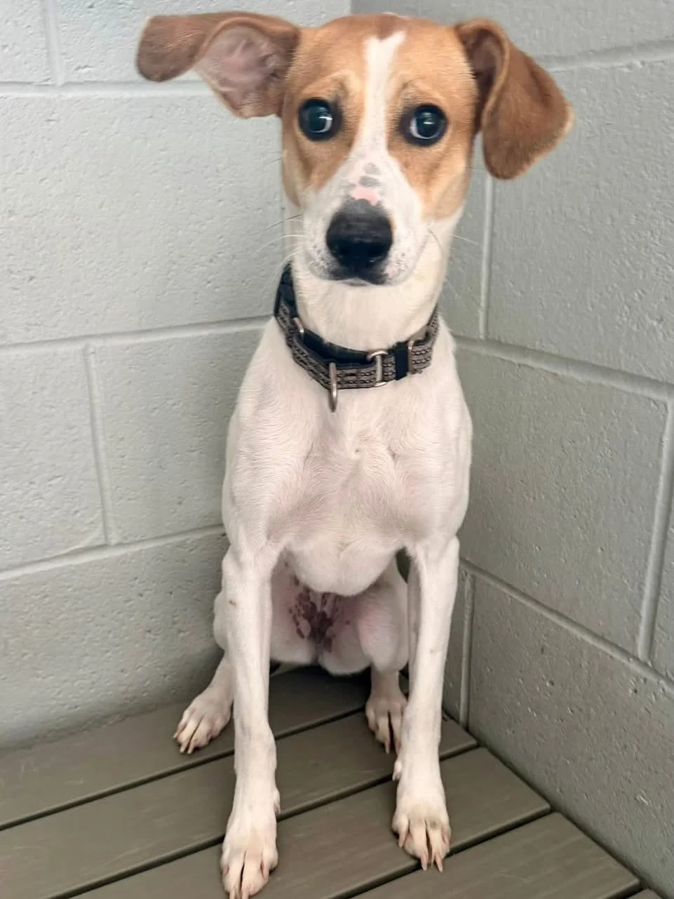 Most owner surrenders struggle when they get dropped off at the shelter, but some struggle more than others. Sophie is part of that group. She is a sensitive girl who is simply overwhelmed by the hustle and bustle of shelter life. We are told she is 