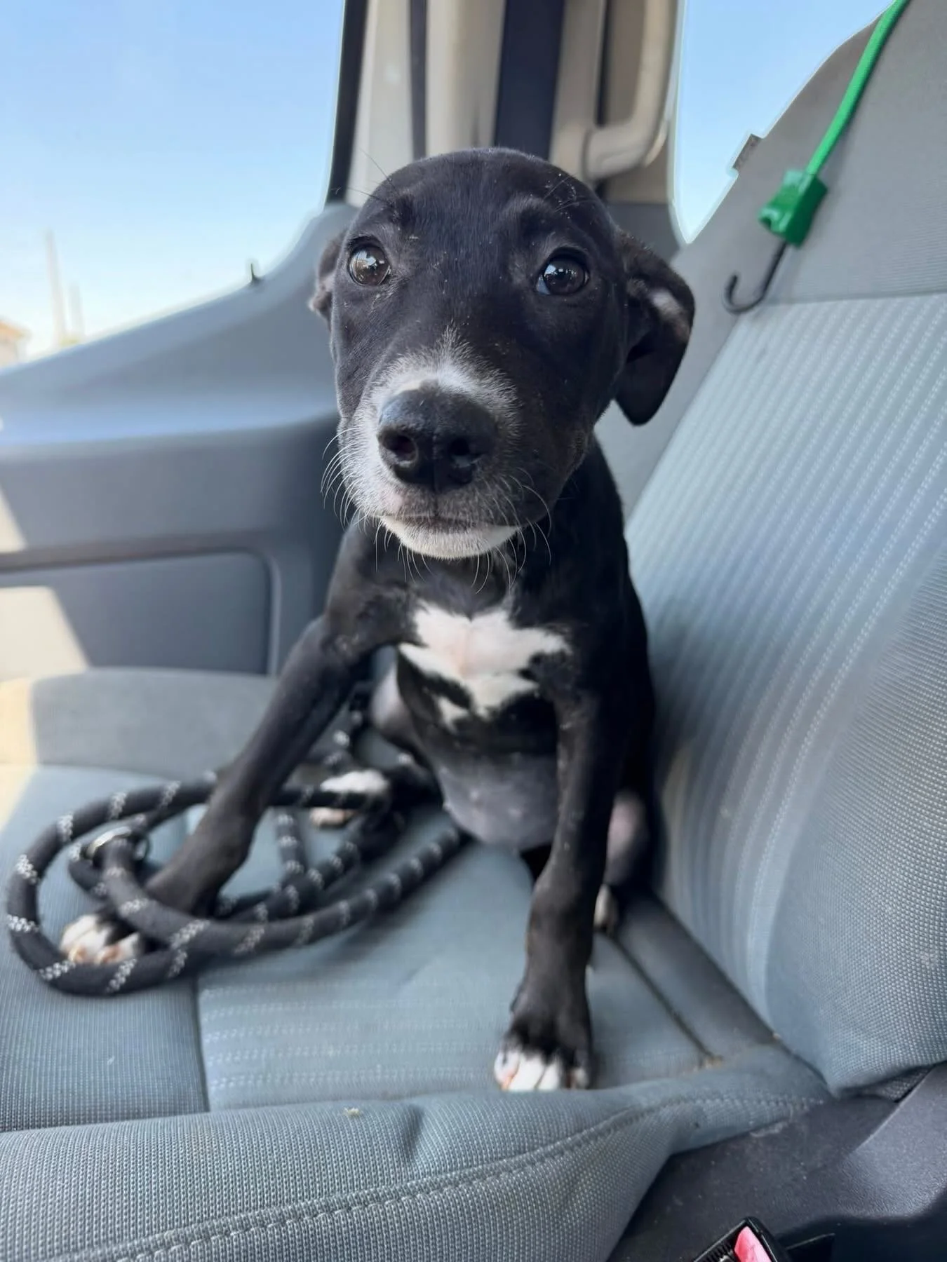 Karomi headed to the vet!  She has started limping and we want to make sure she is OK!  Her and her two litter mates are here waiting for their forever homes! ￼