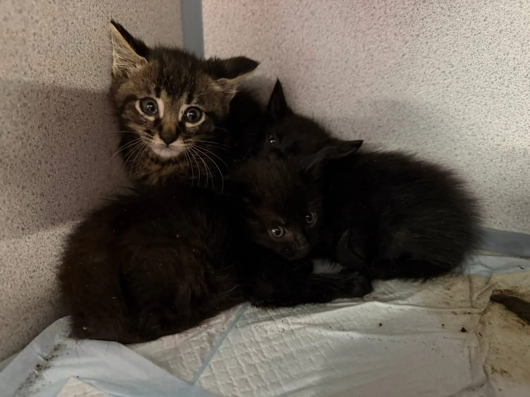 We are in desperate need of an EXPERIENCED kitten foster and information!  These three kittens were abandoned in a shoe box at the shelter. They are very spicy and will require lots of forced love and purritos. If you recognize these kittens and know