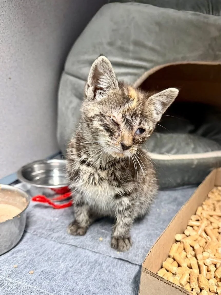 Anyone in animal welfare will feel this in their bones, but with kitten season, comes sick kittens.  Can we save them all?  No, no we can&rsquo;t.  However, we can try to save all we can. These are the kittens currently in quarantine, all on medicati