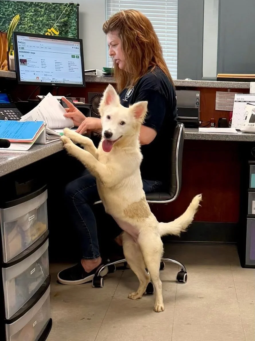 We only have one receptionist today, so when Winter got back from the vet&rsquo;s office, she stepped right in to help greet people!!! Winter is a 9 month old, very petite husky mix. She weighs about 35 lbs and needs a rescue or adopter to come for h