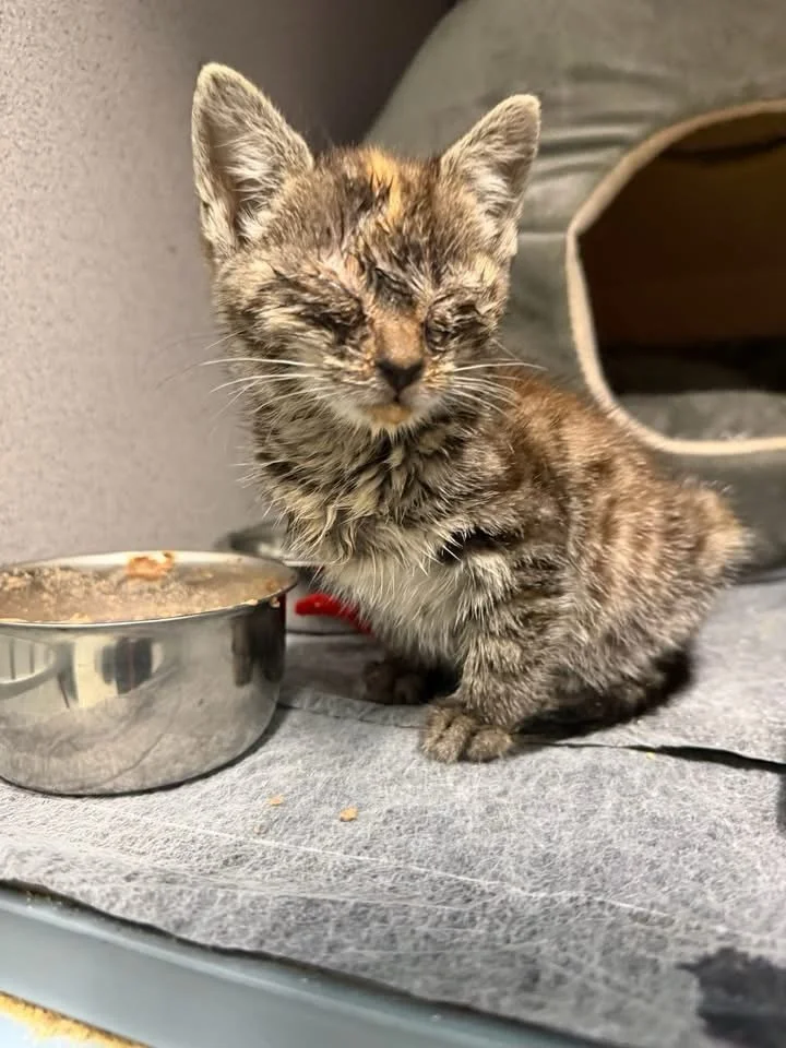 Anita on intake versus Anita now!  This little soldier came in unable to see, dehydrated and infested with fleas and parasites.  She was not feeling well at all, but was immediately loving and ready to eat.  She had a strong will to live so we were g