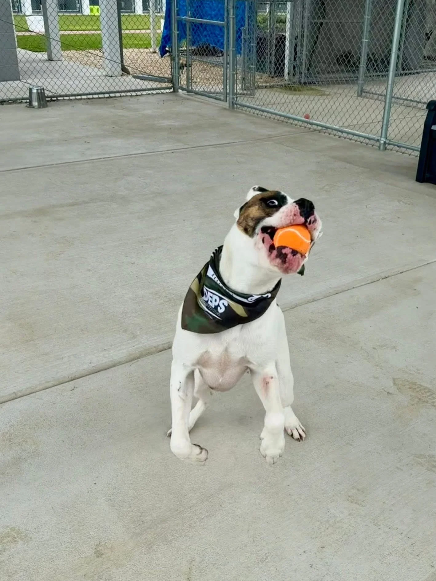 Fred sporting his new Down East Bird Dawgs bandana and partaking in his two favorite activities&hellip;&hellip; getting love and playing with a ball!  Fred was an owner surrender, through no fault of his own. While he was significantly larger than th