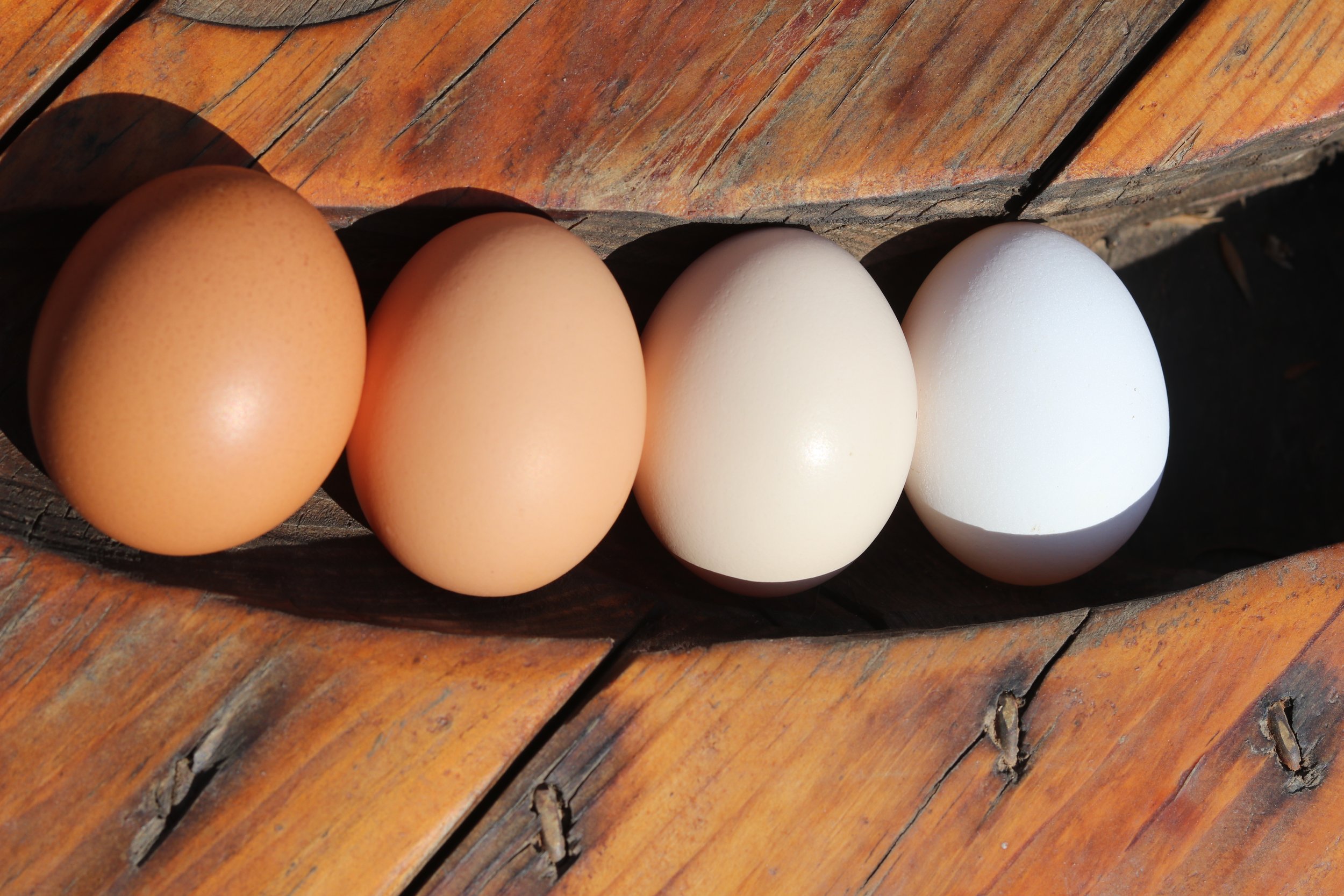UOVA FRESCHE / FREE-RANGE EGGS
