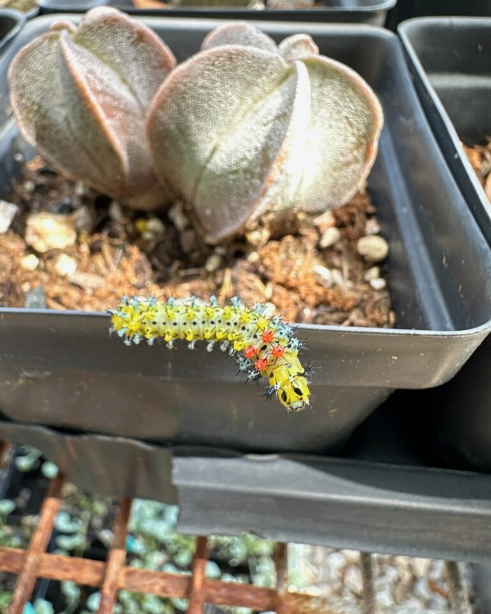 We have a visitor at Solstice today:  a Calleta Silkmoth caterpillar.  These guys usually live quite far from here, from Big Bend west to Arizona and south to Guatemala.  Welcome, little traveler!  #calletasilkmoth #calletasilkmothcaterpillar #solsti