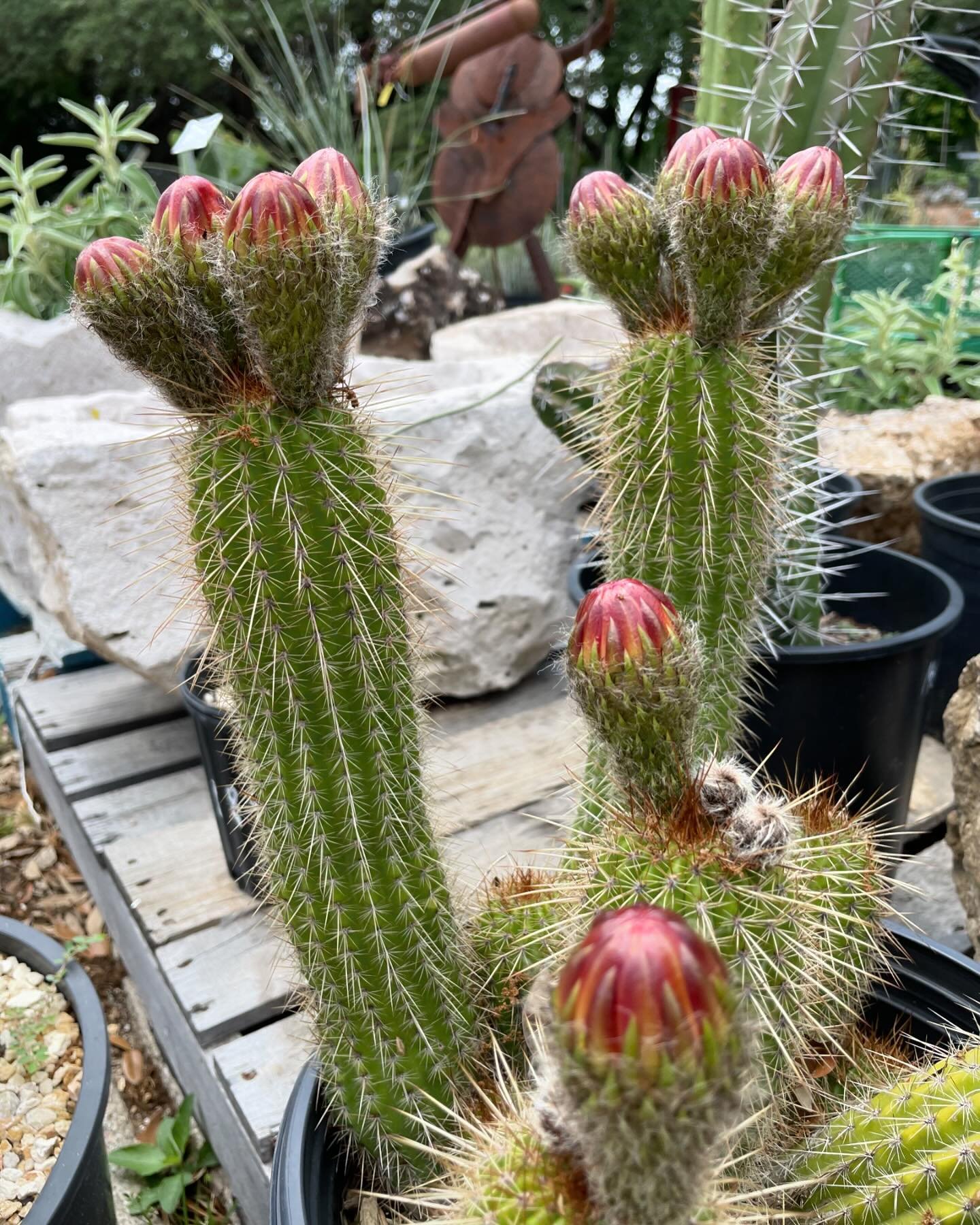 Trumpet Cactus Tricholobivia (hyb.), commonly known as Trumpet Flower Cactus.
Waiting with bated breath for these buds to bloom. Stay tuned!
