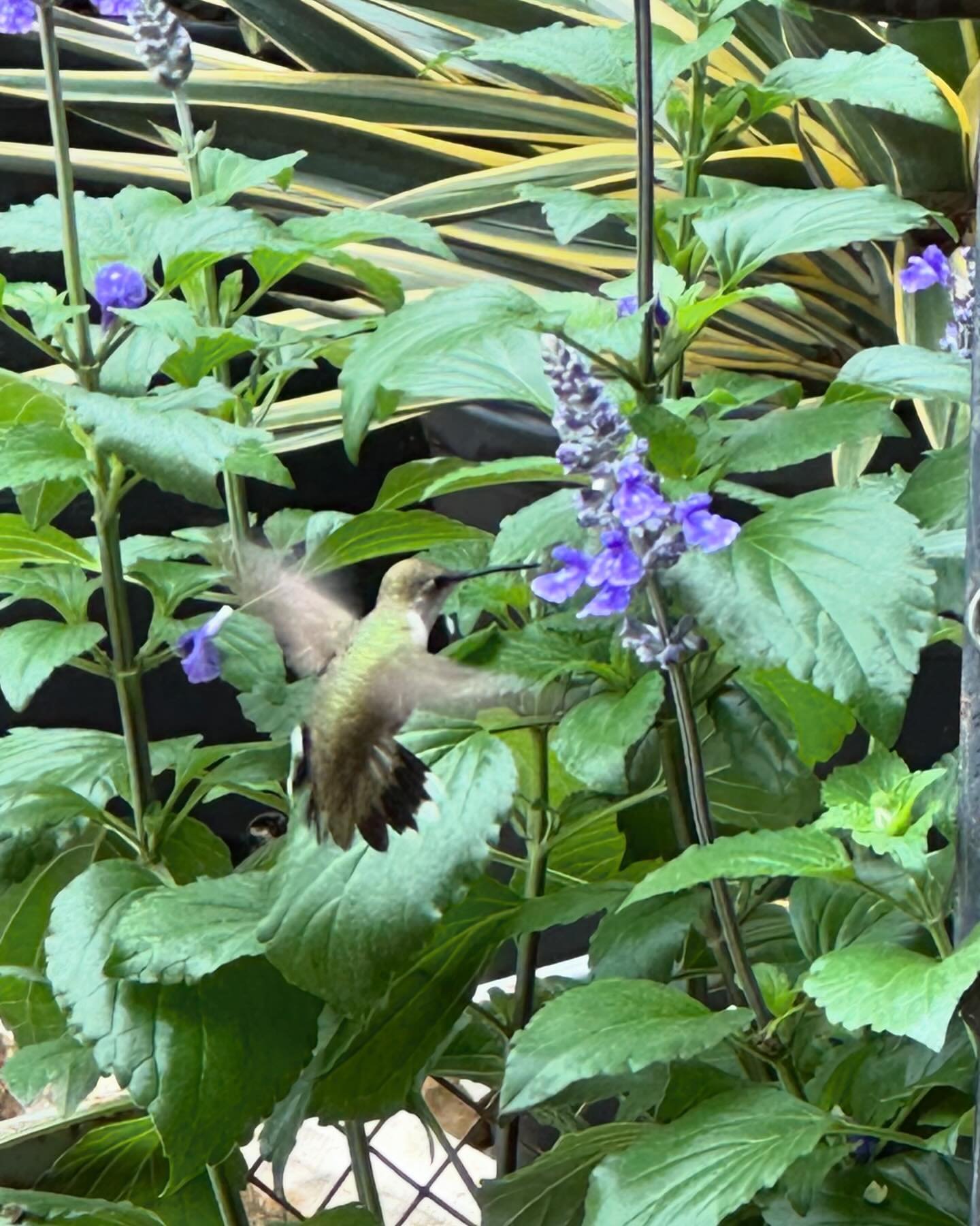 Mealy Blue Sage is a favorite of hummingbirds in our nursery.  #mealybluesage #hummingbird #nativeandadaptedplants #texasplants #pollinatorfriendly #solsticeoutdoors