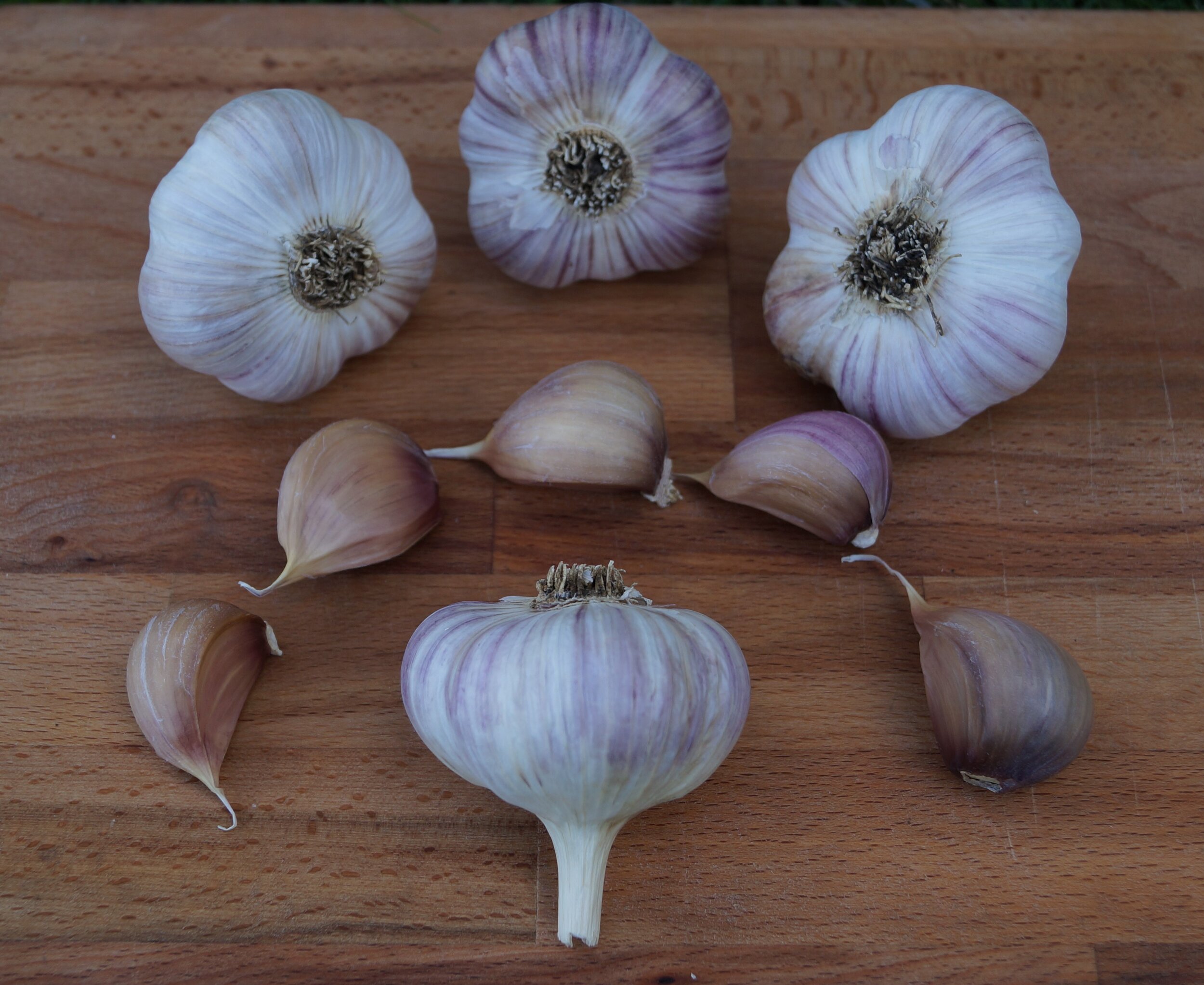 Which Garlic Should I Plant? Meet Our Stunning Flagship Variety ...