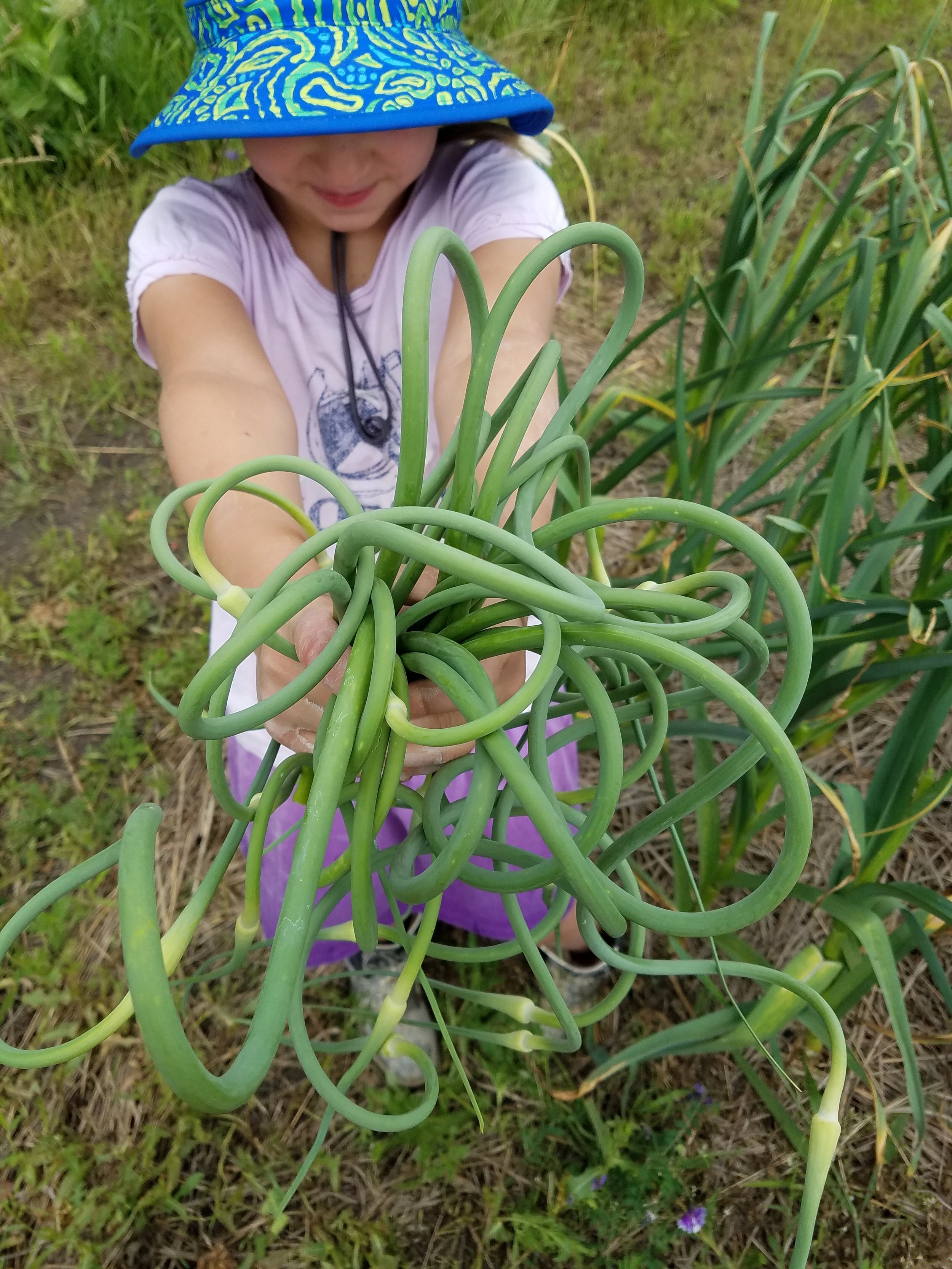 3 Steps to Nurture Your Garlic in Summer — Prairie Coteau Farm