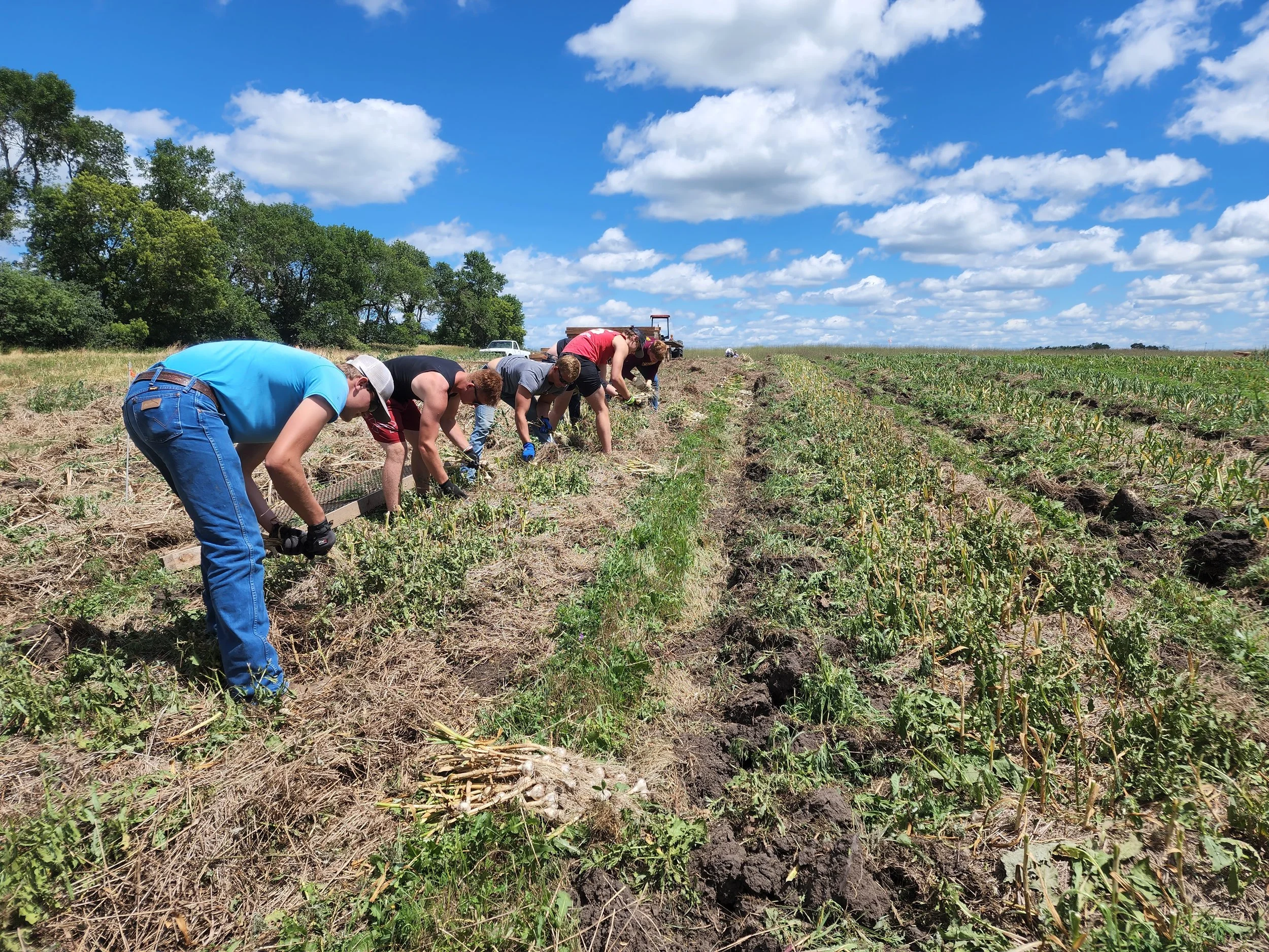 Garlic Harvest How To — Prairie Coteau Farm