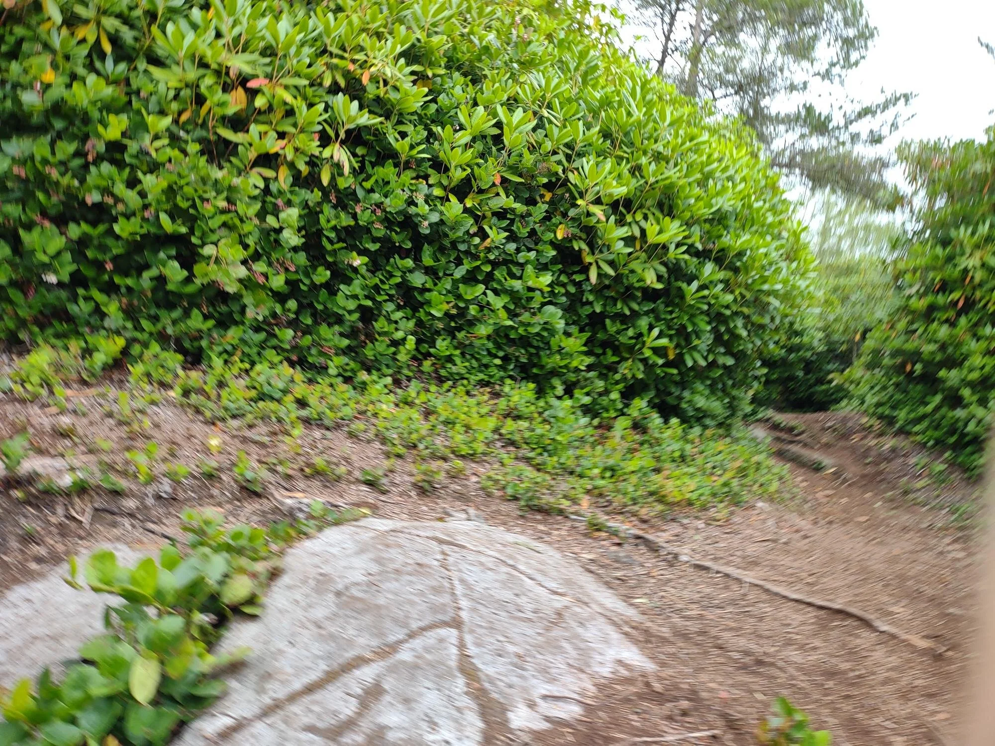 IMG_20210820_161425321_HDR.jpg