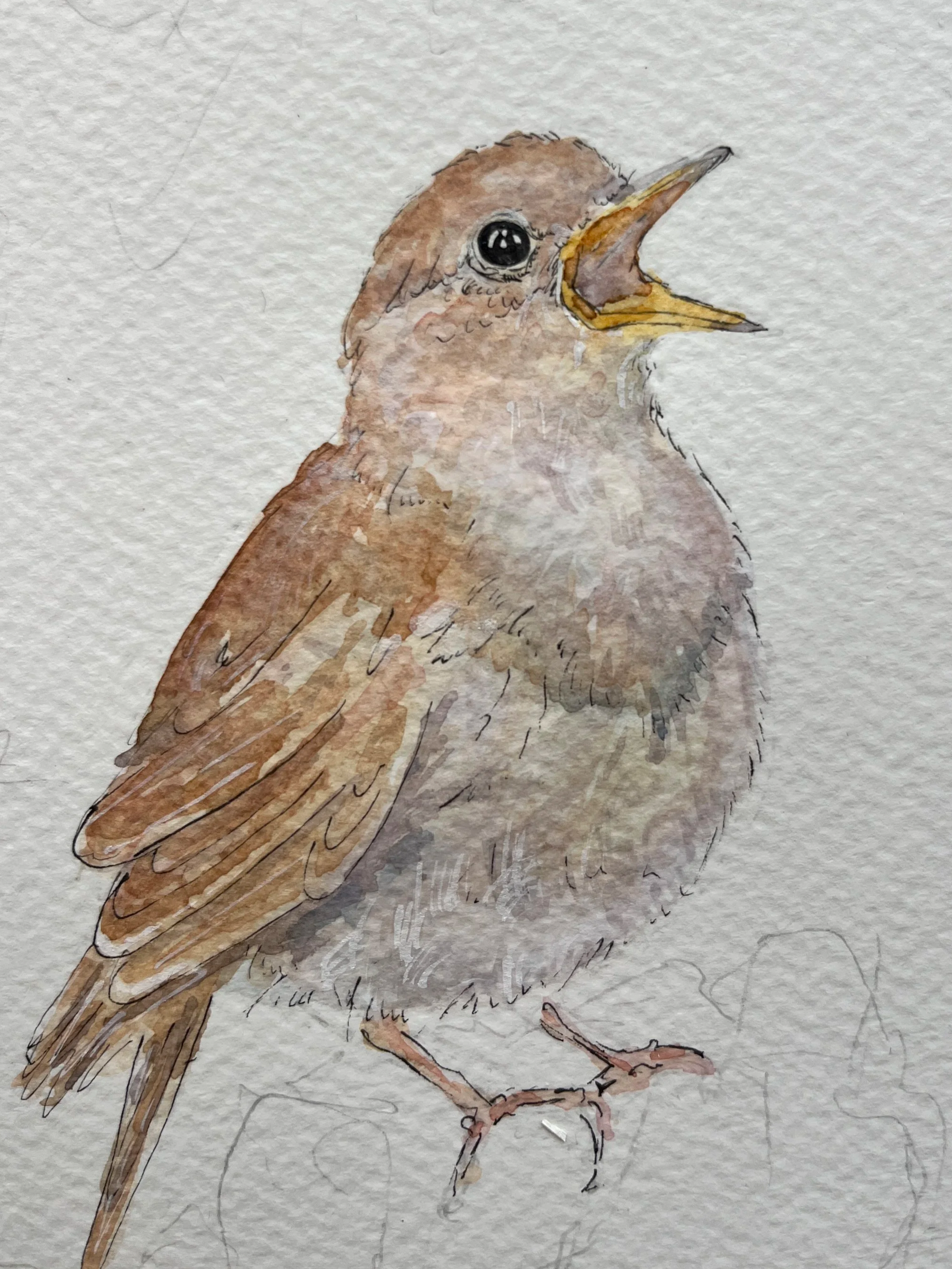 Work in progress Nightingale in pen and watercolour