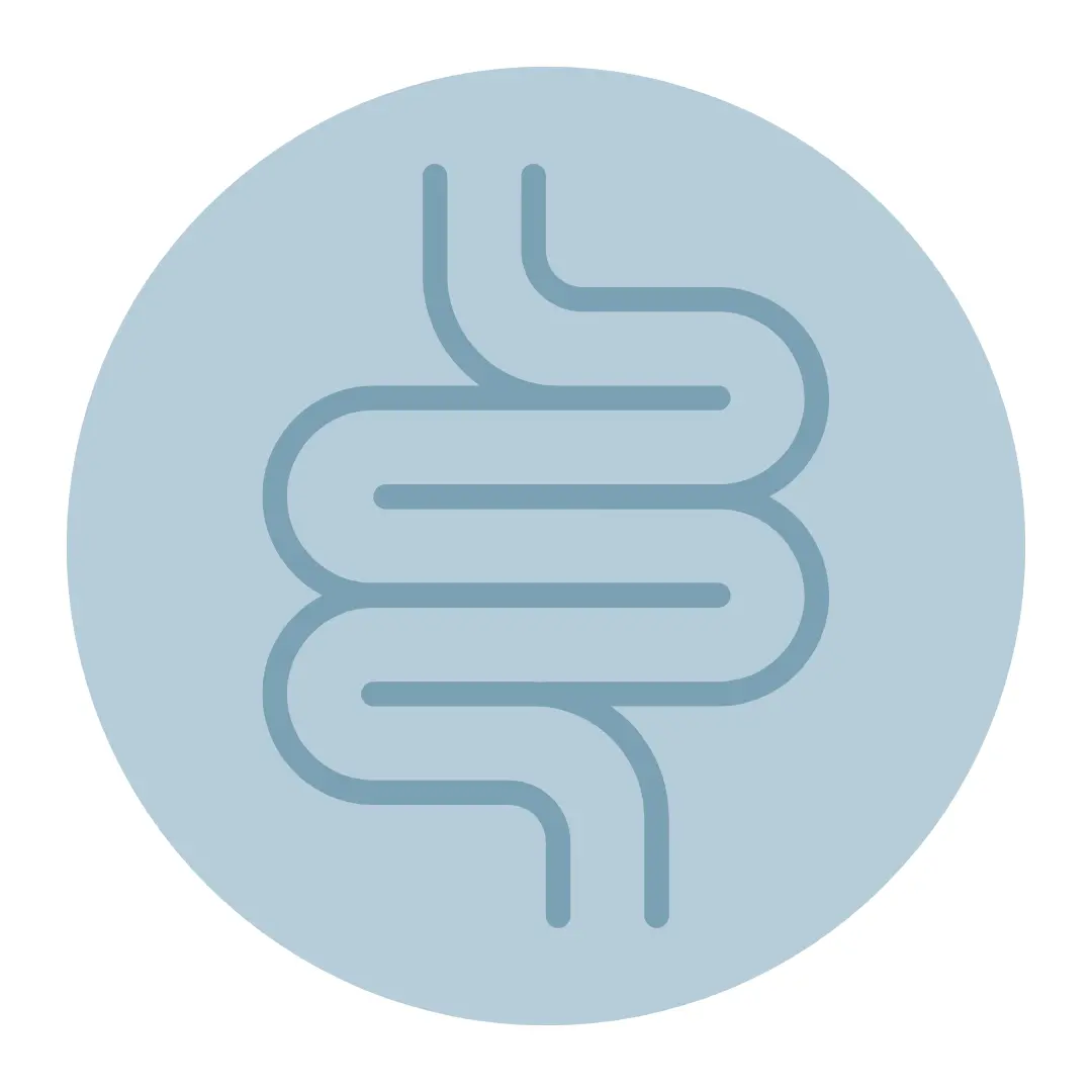 Graphic illustration of the human digestive system