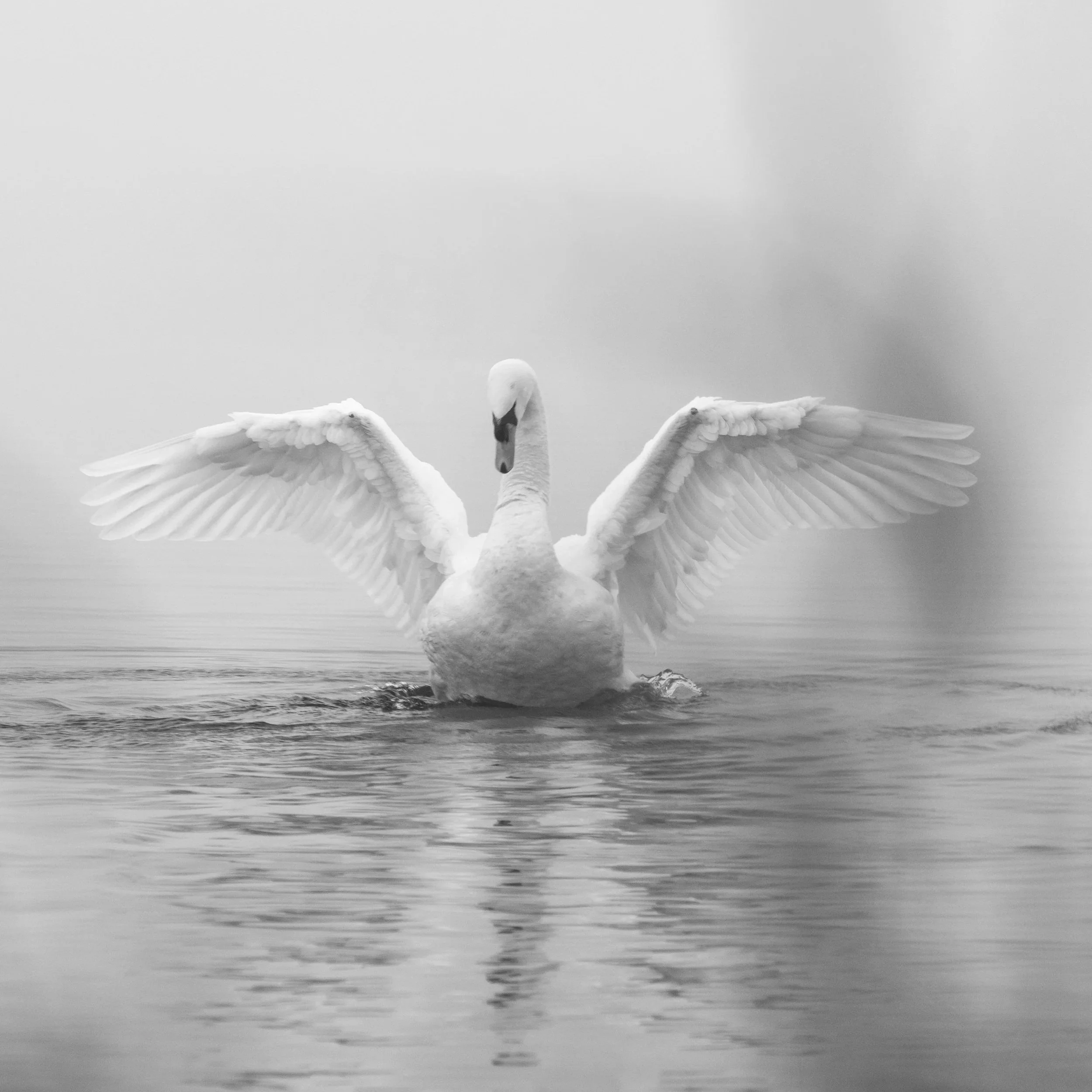 Sādhanā : Practice  (Ventura, CA)