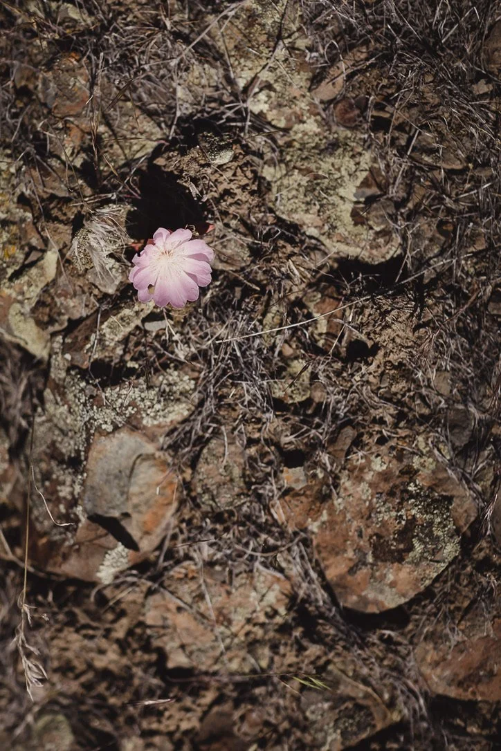 A pink flower on the ground among dry leaves, twigs, and rocks.