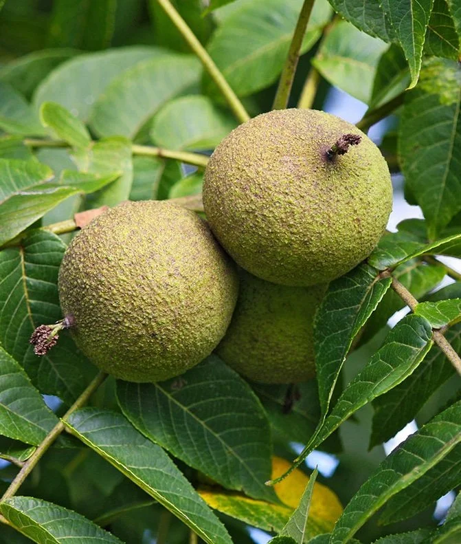 black_walnut.jpg
