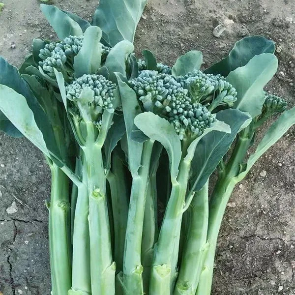 sproutingbroccoli.jpg