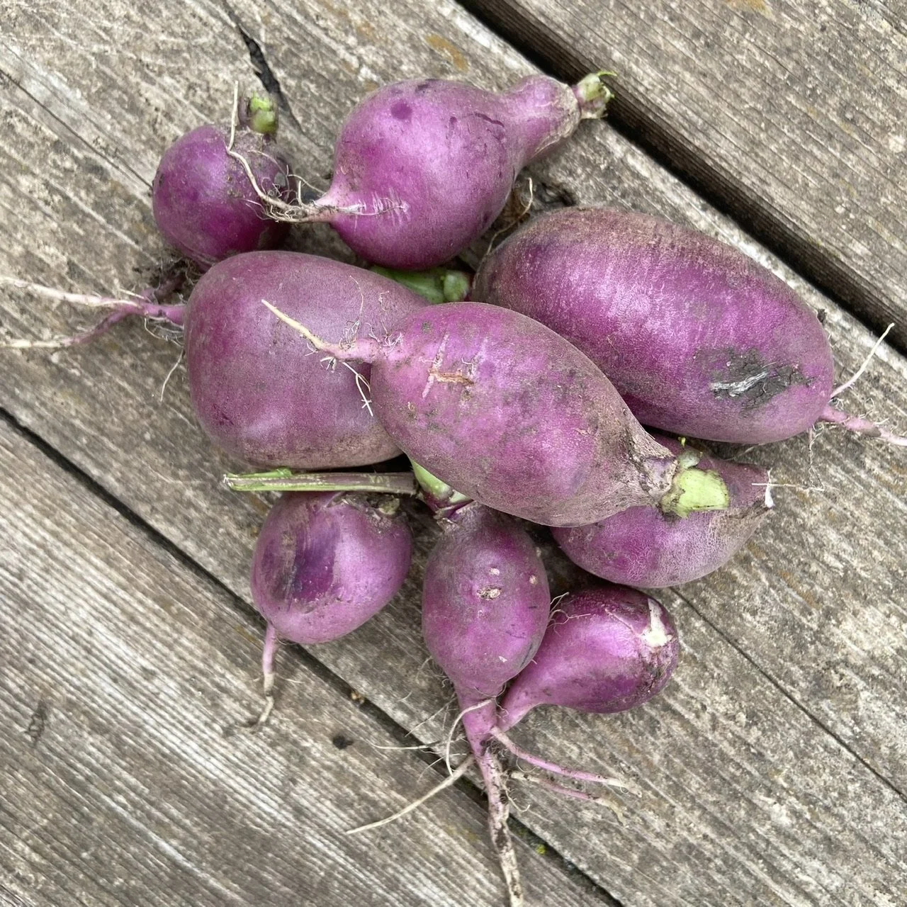 purple radish.jpeg