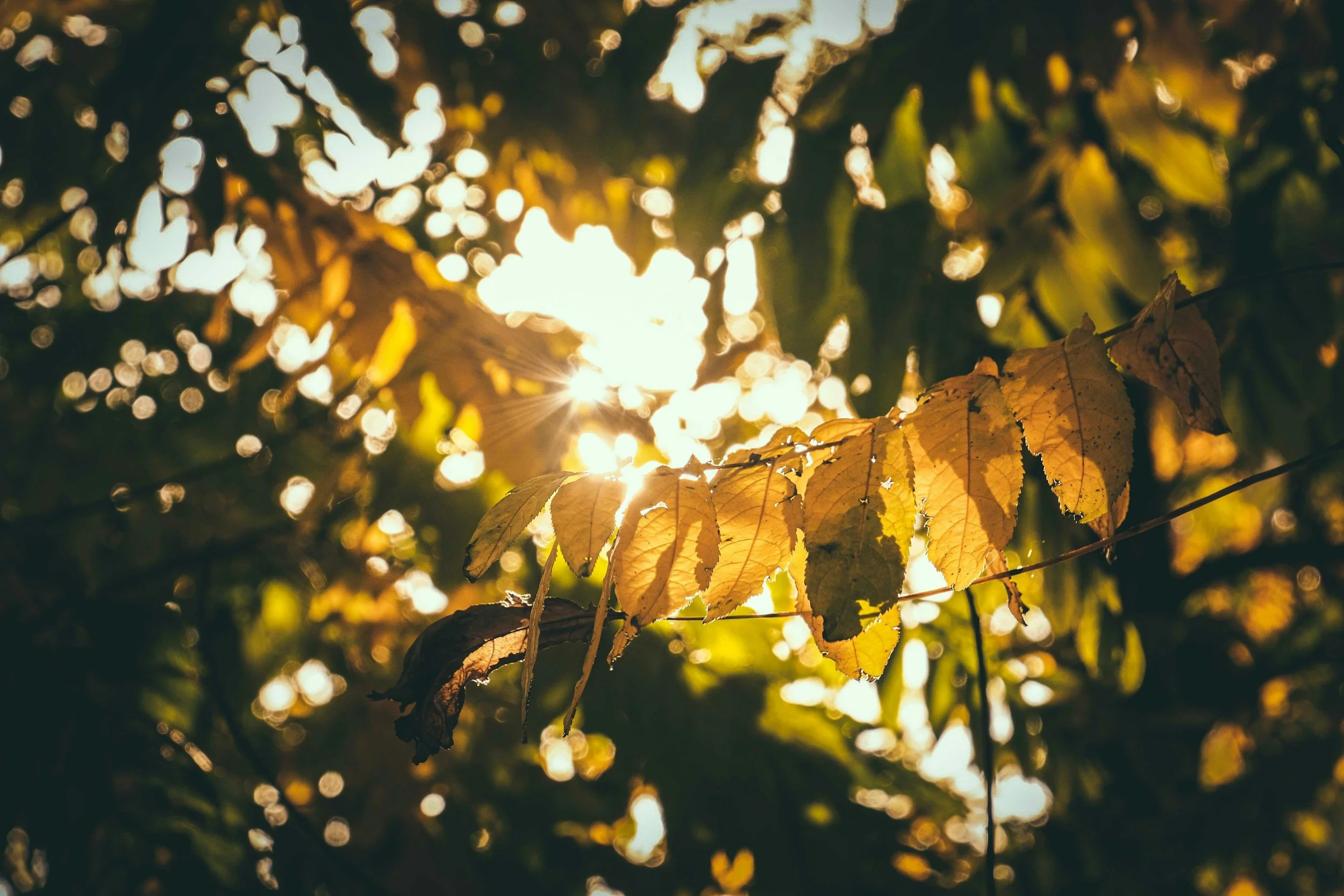 light through leaves