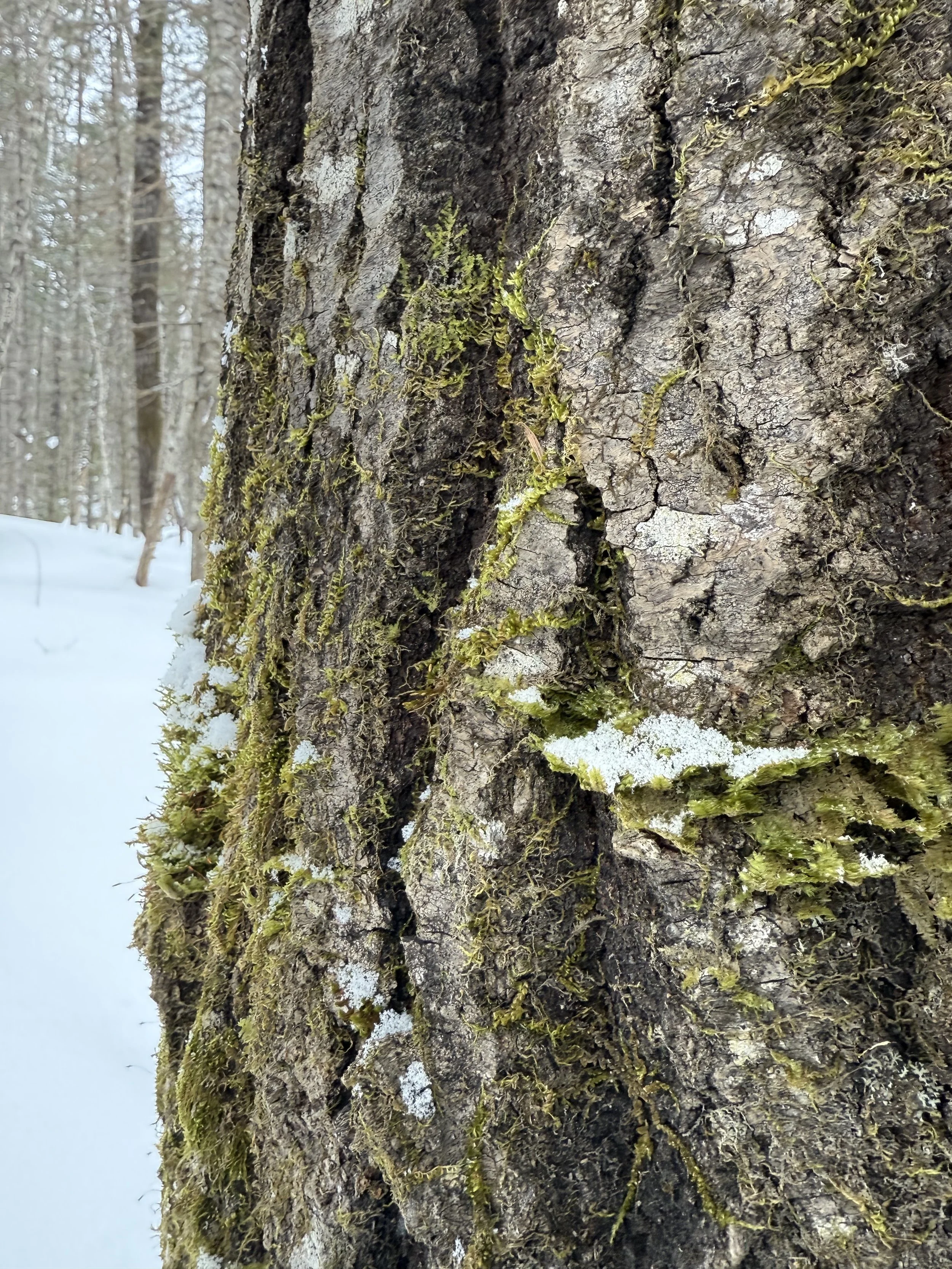 snowshoe 1.jpg