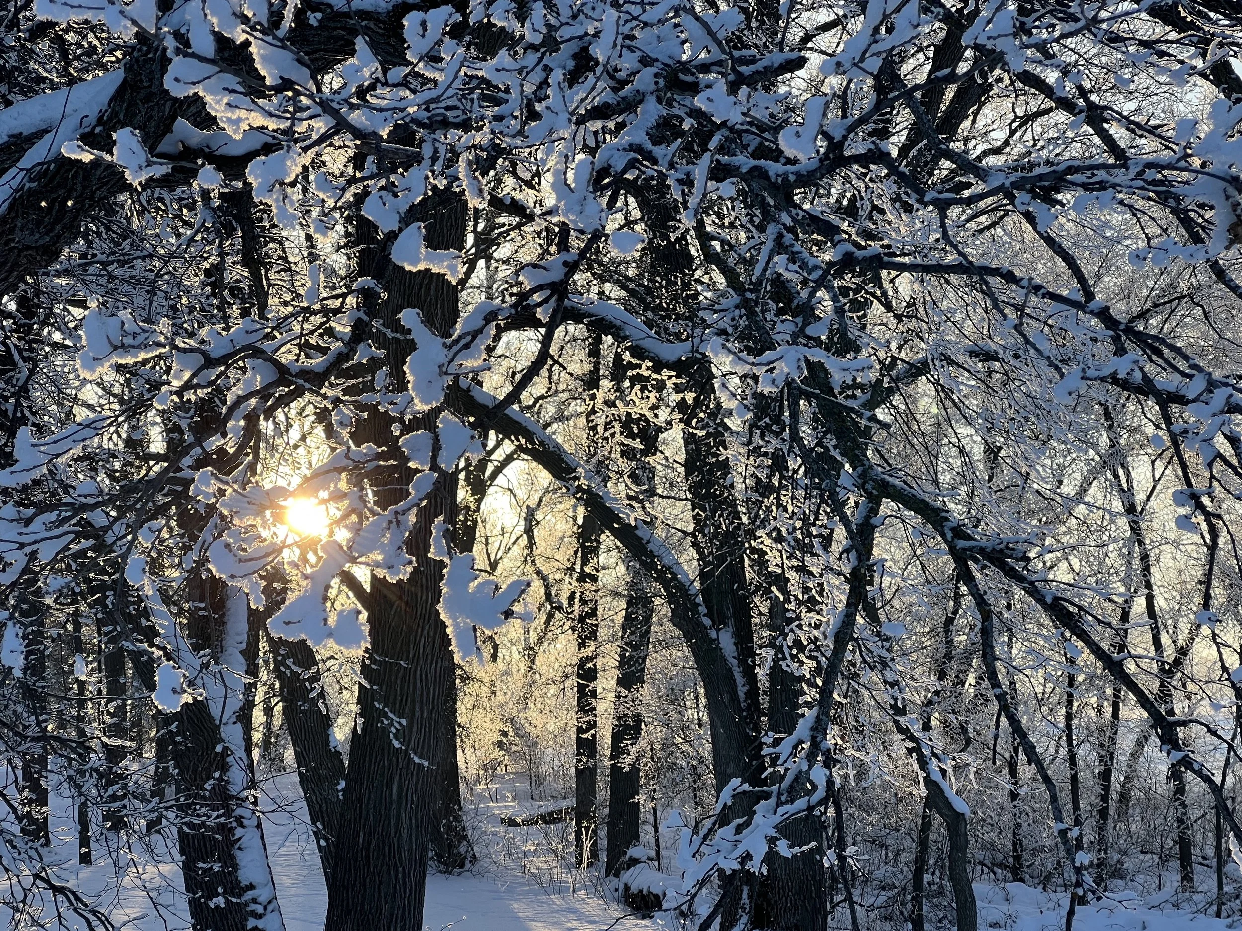 snowy tree 1.jpg