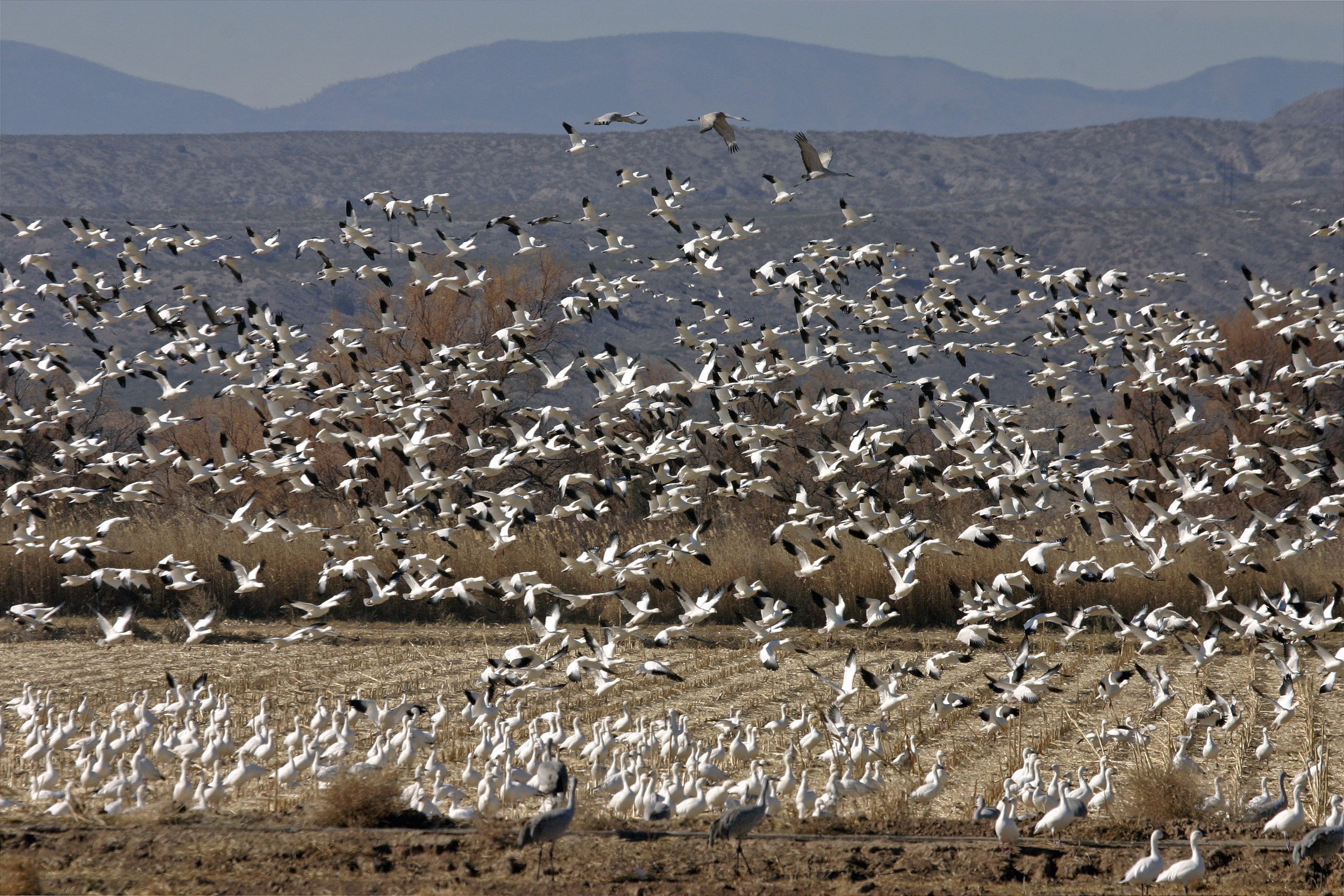 Thriving Together with Dr. Penny  Lesson 6