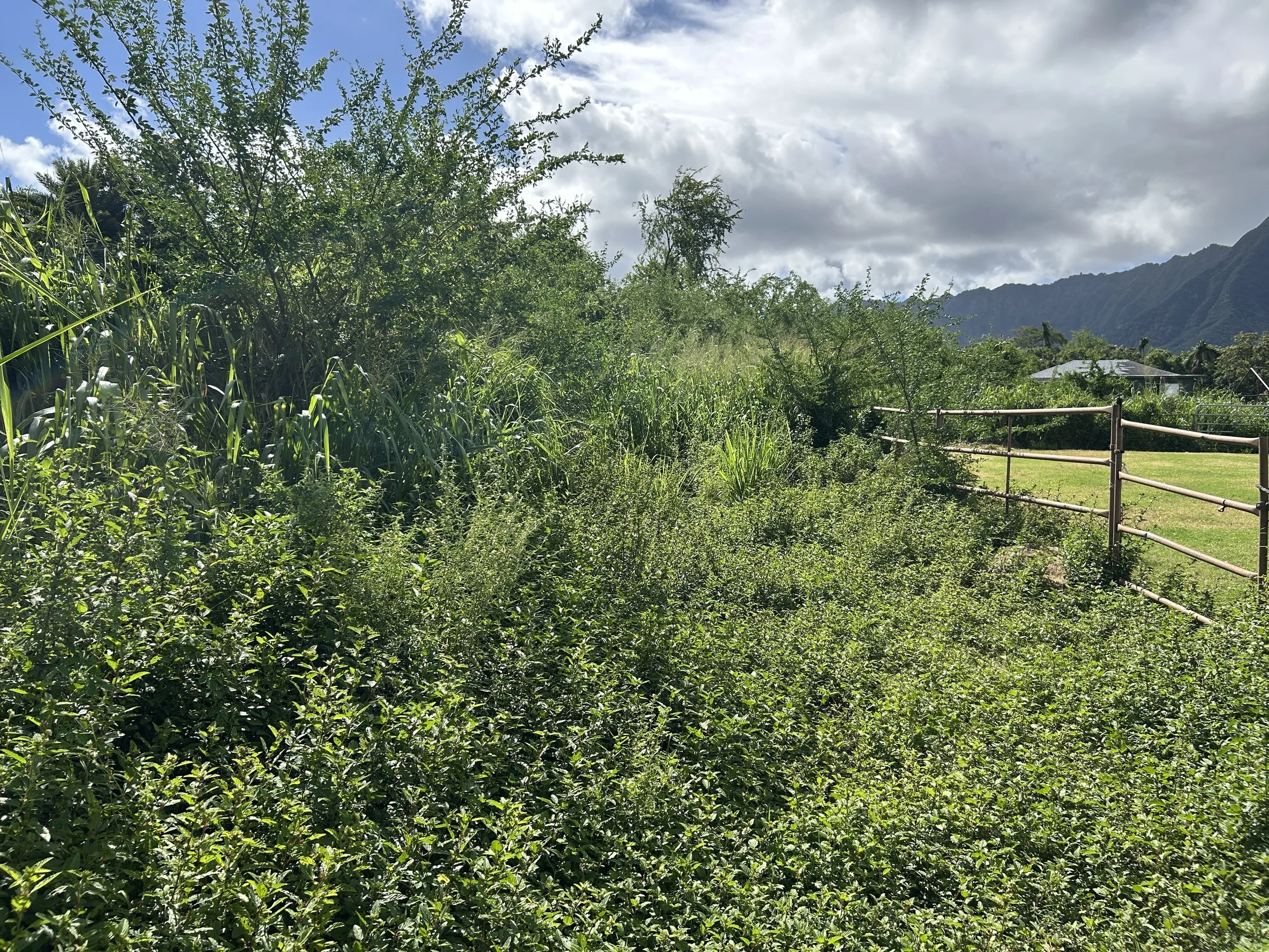 Volunteer Opportunity - Garden Bed Clearing and Prep and Weedwhacking tall grass