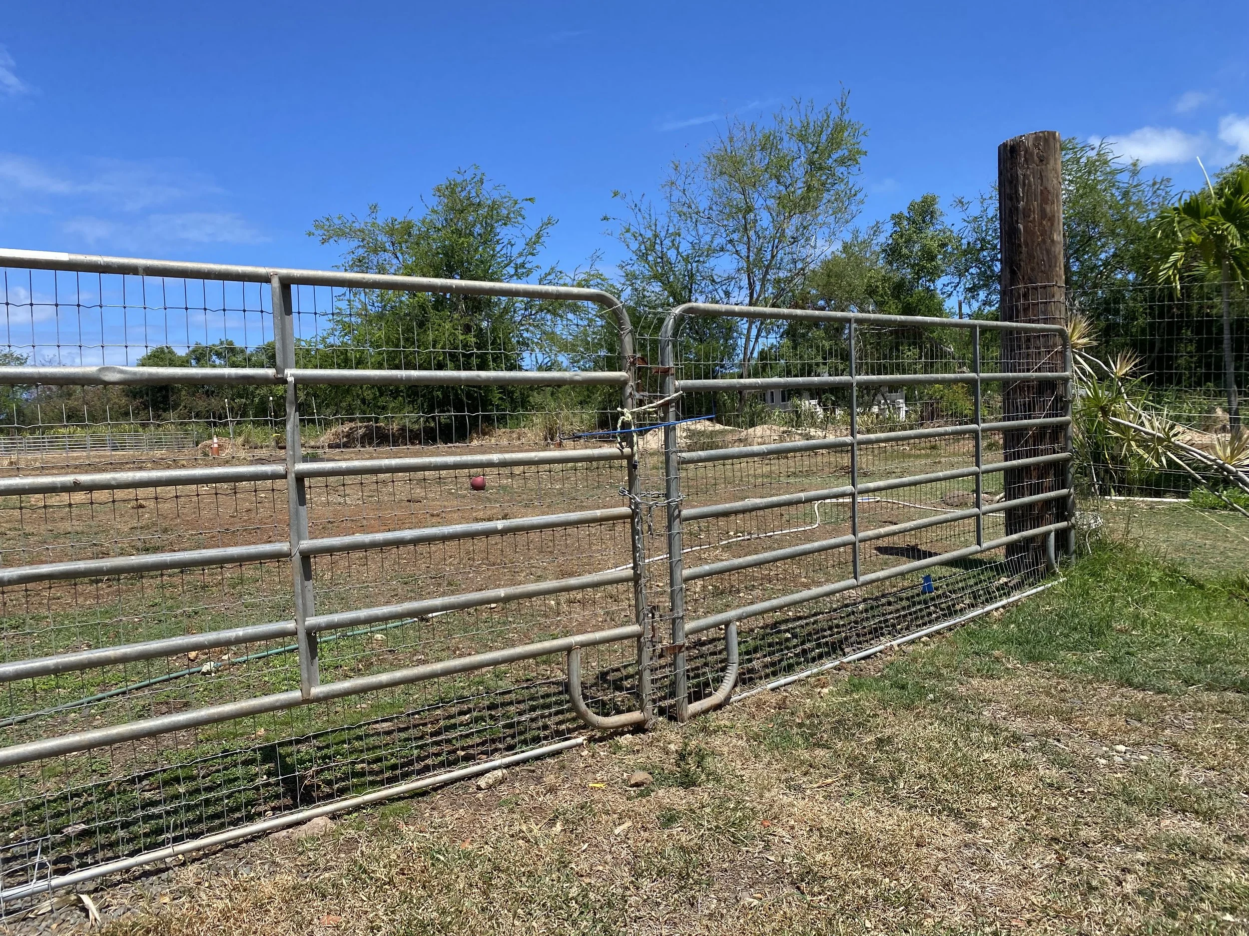Fencing to create a track for the herd