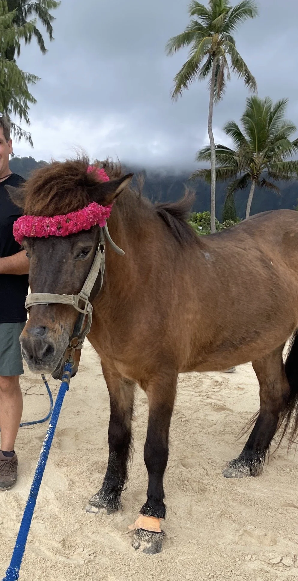 Sara's special veterinary needs